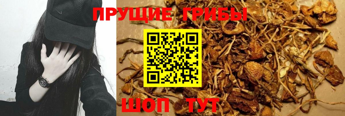 Псилоцибиновые грибы Psilocybine cubensis Грозный
