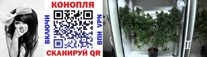 Каннабис план  omg   Грозный  купить наркотик 